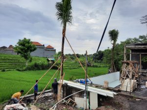 TamanBali.id - Supplier Rumput Tanaman Hias Bali