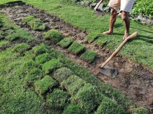 Rumput